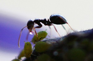 Ant_Receives_Honeydew_from_Aphid